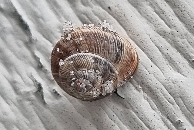 Slakken (Gastropoda)